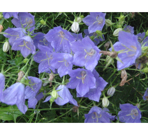 Дзвіночок карпатський синій (Campanula carpatica) 
